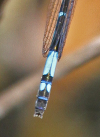 Azure Bluet